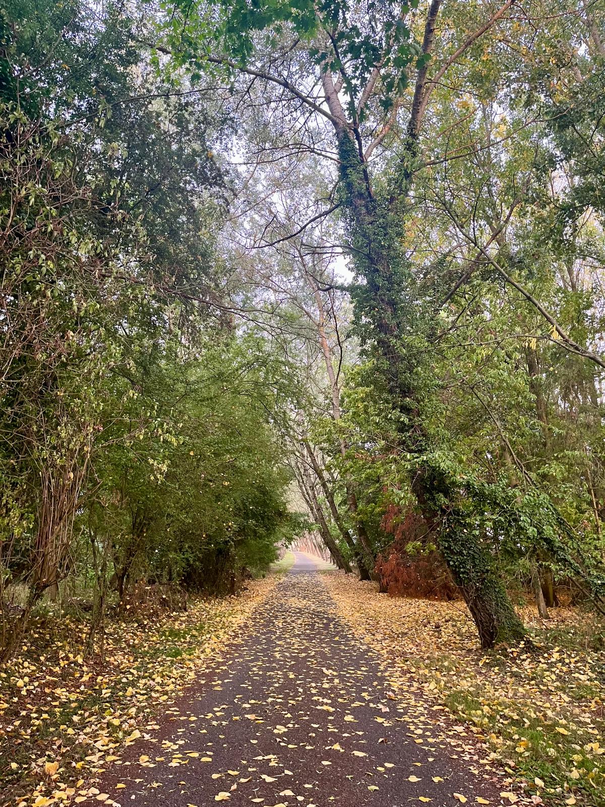 Autumnal Foraging in the UK - A Muddy & Wild Guide - Muddy & Wild
