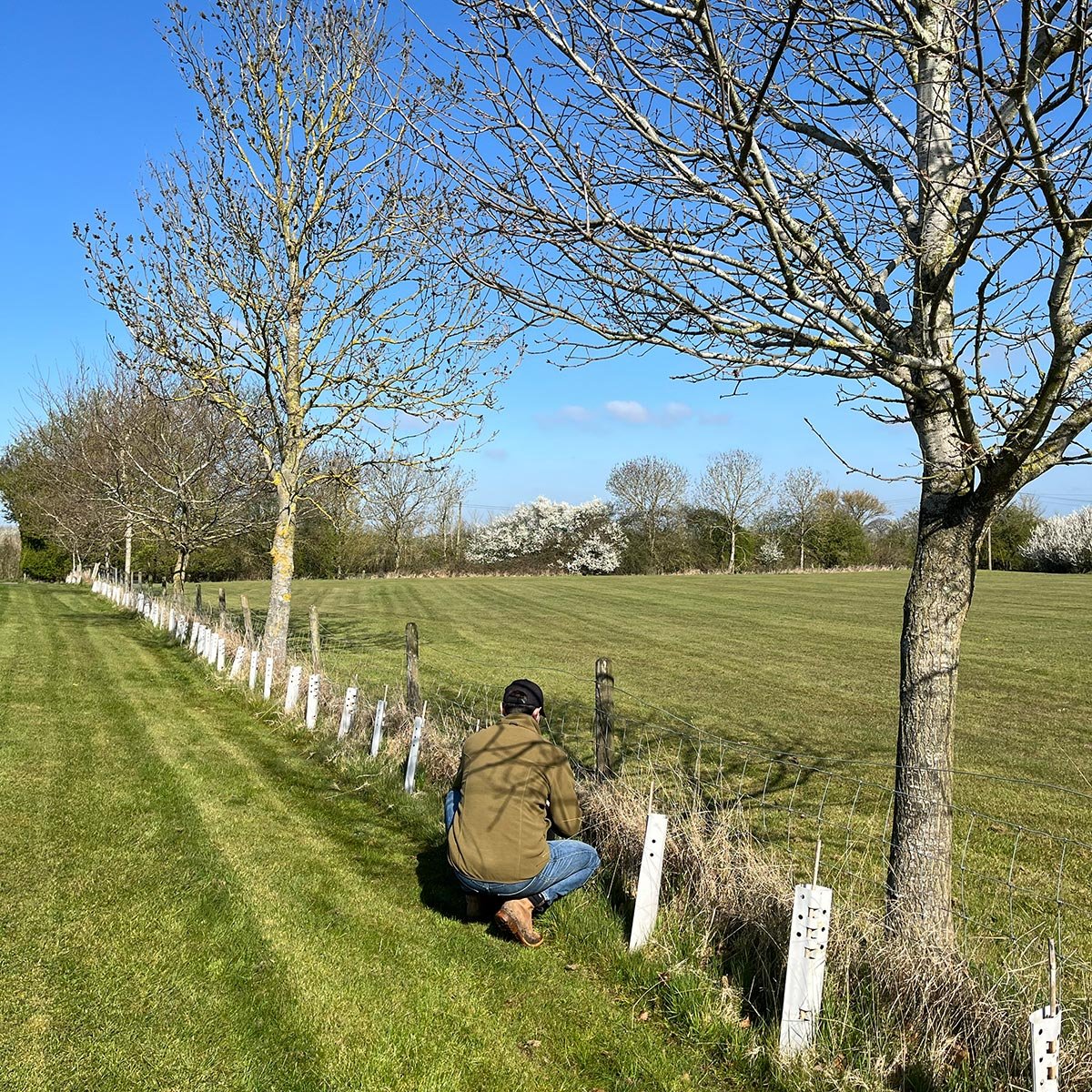 Rewilding with Muddy and Wild: The Power of Tree Planting and Biodiversity - Muddy & Wild